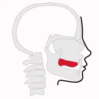 A helyes nyelvpozíció a mewing során