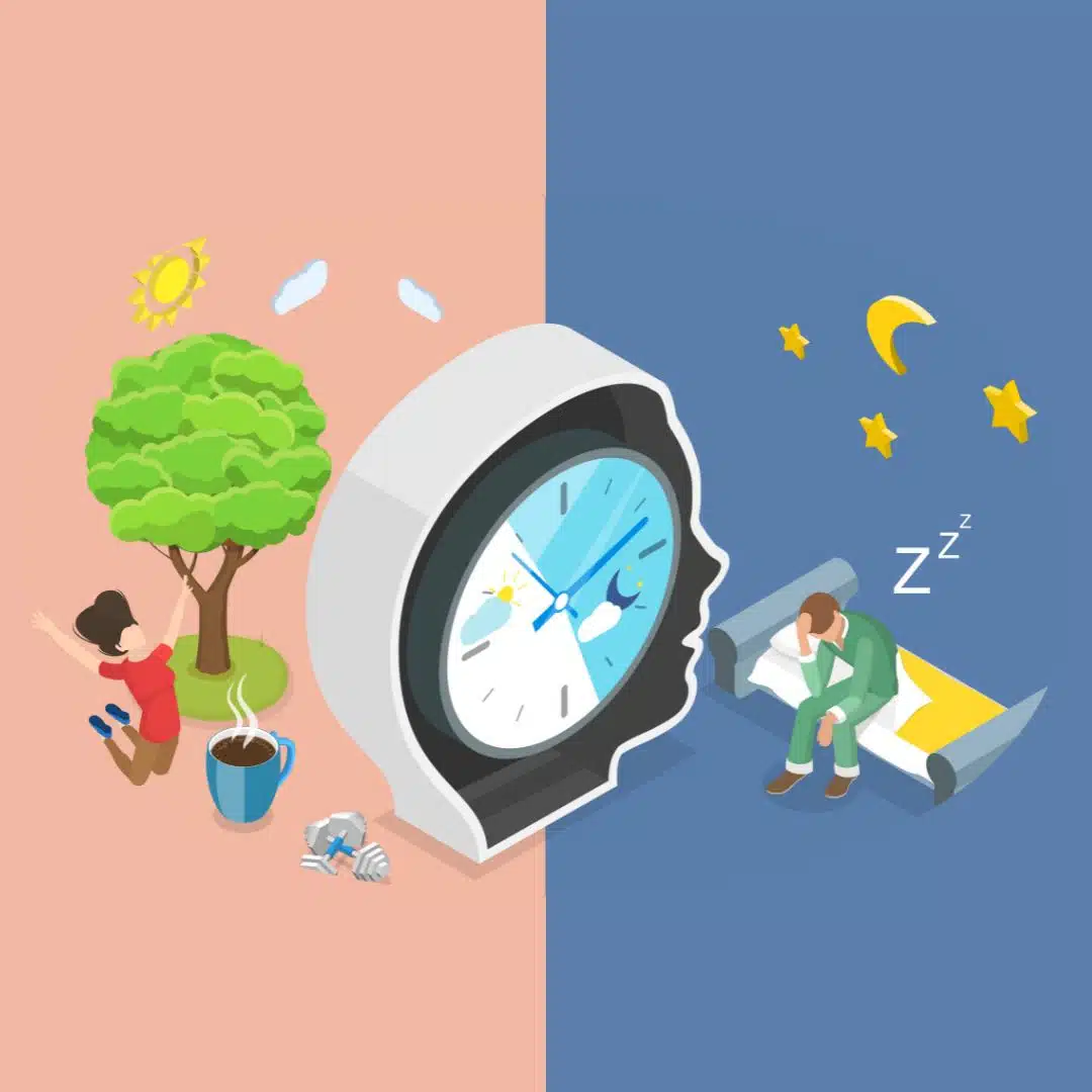 Illusztráció egy emberi fej formájú óra körül, amely két részre osztja a képet. A bal oldalon nappali jelenet látható: napsütés, fa, kávé, és egy aktív ember. A jobb oldalon éjszakai jelenet: hold és csillagok, egy férfi ágyon ülve álmosan. A kép a bioritmusok vagy kronotípusok különbségeit szemlélteti.